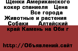 Щенки Американского кокер спаниеля › Цена ­ 15 000 - Все города Животные и растения » Собаки   . Алтайский край,Камень-на-Оби г.